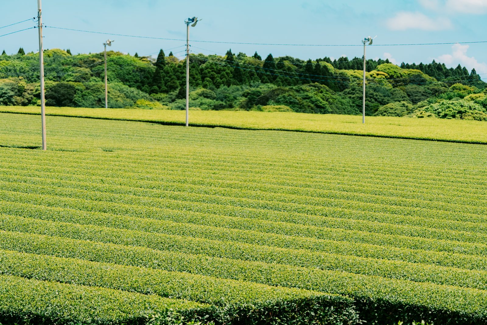 古田の茶畑