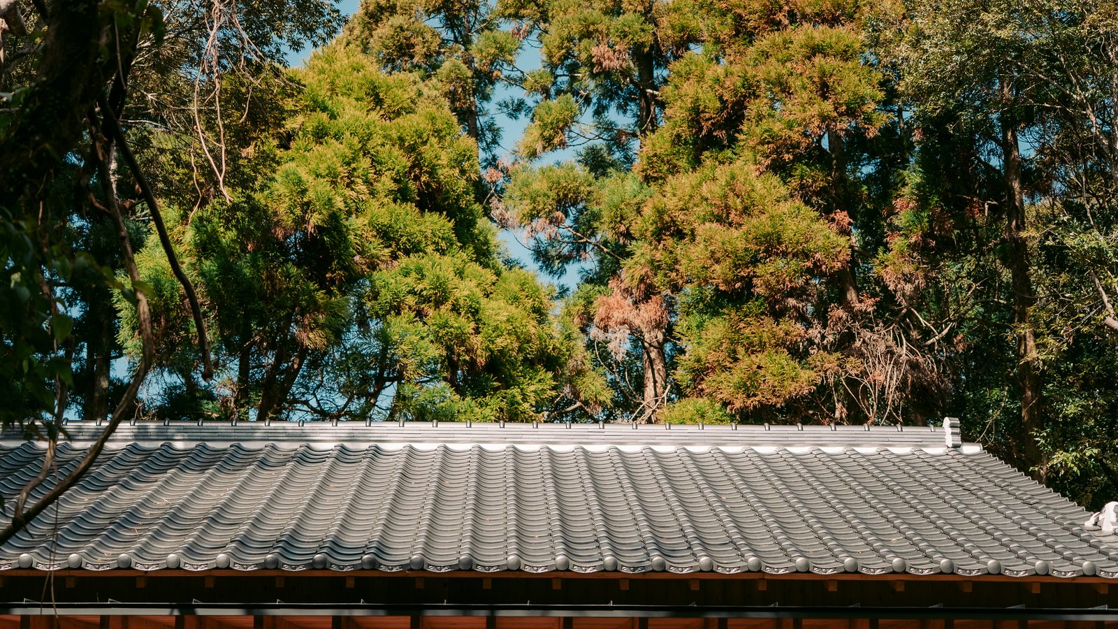 古民家の屋根と木々
